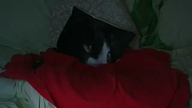 Freechat VeneRed on StripChat